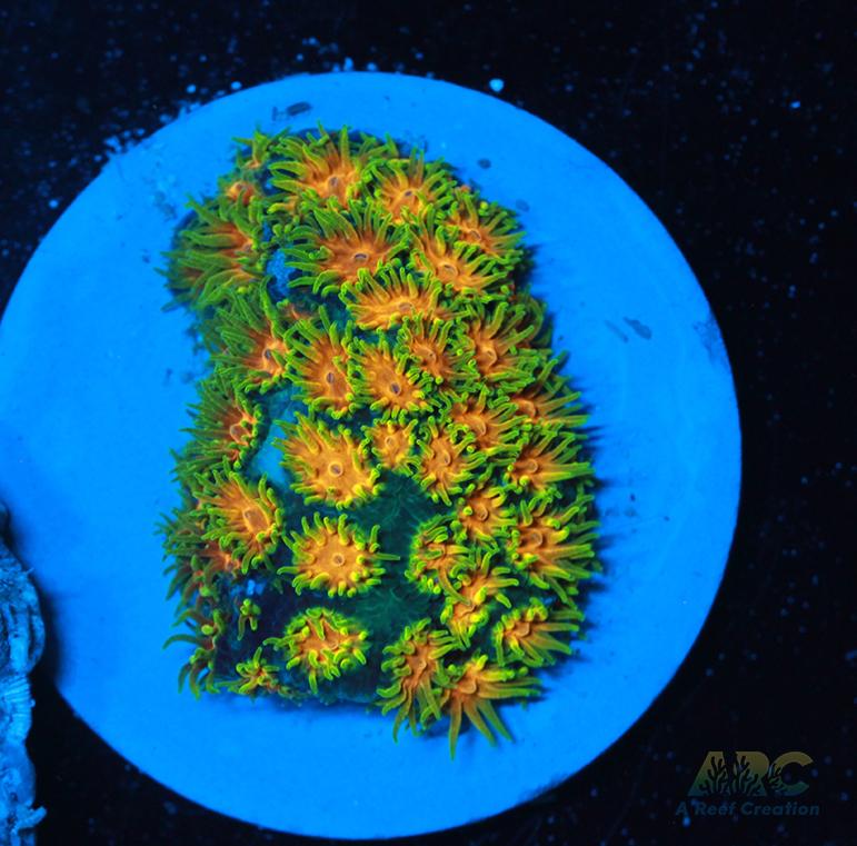 RRC Polkaroo Leptastrea