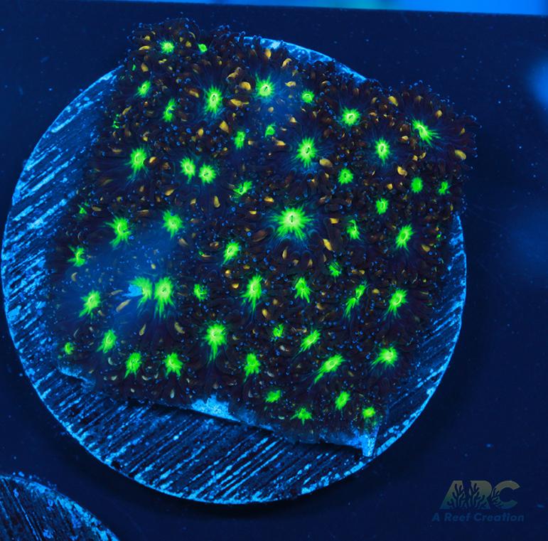 ARC Blueberry Leptastrea