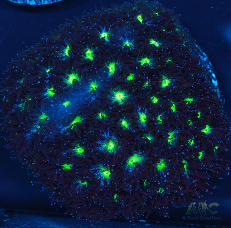 ARC Blueberry Leptastrea