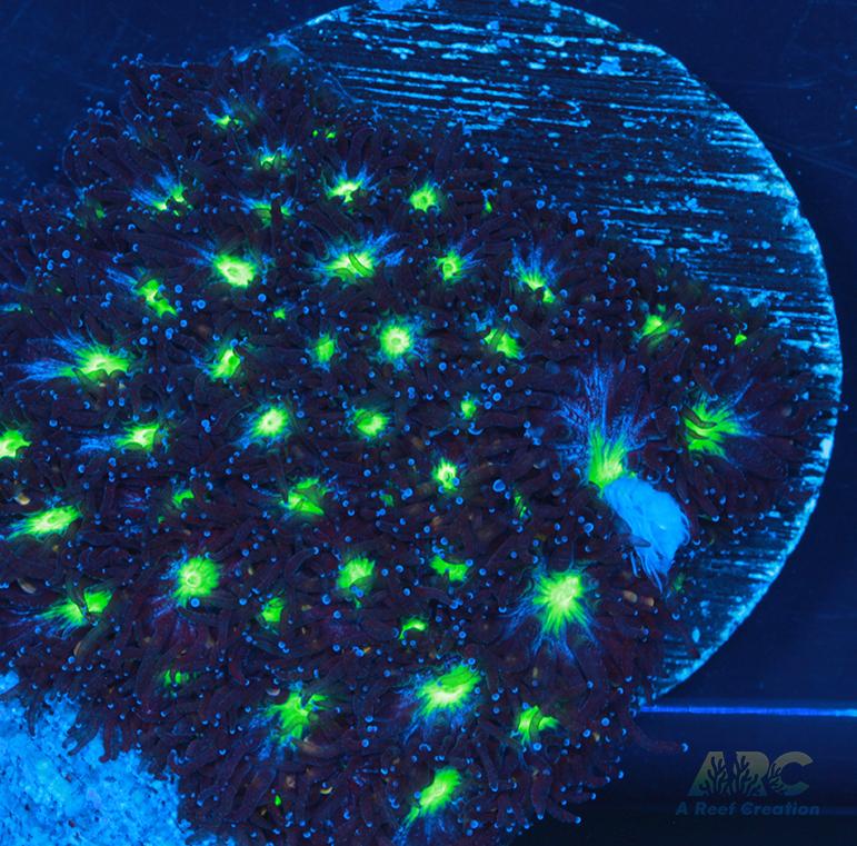 ARC Blueberry Leptastrea