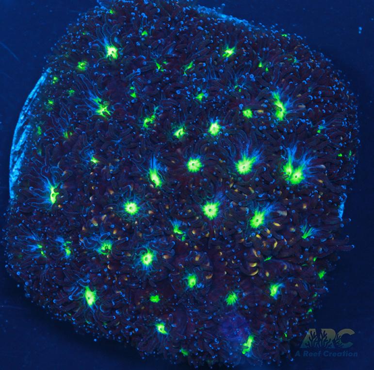 ARC Blueberry Leptastrea