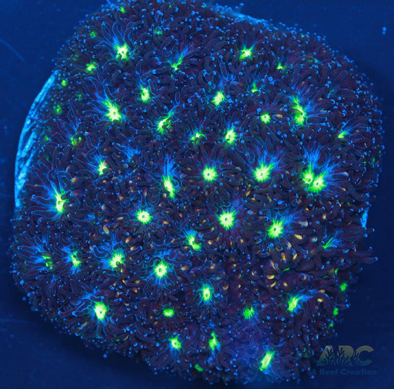 ARC Blueberry Leptastrea
