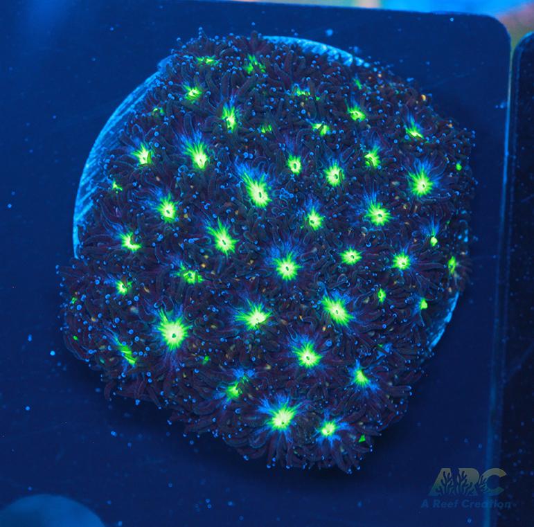 ARC Blueberry Leptastrea