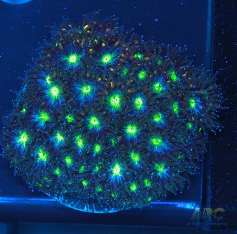 ARC Blueberry Leptastrea
