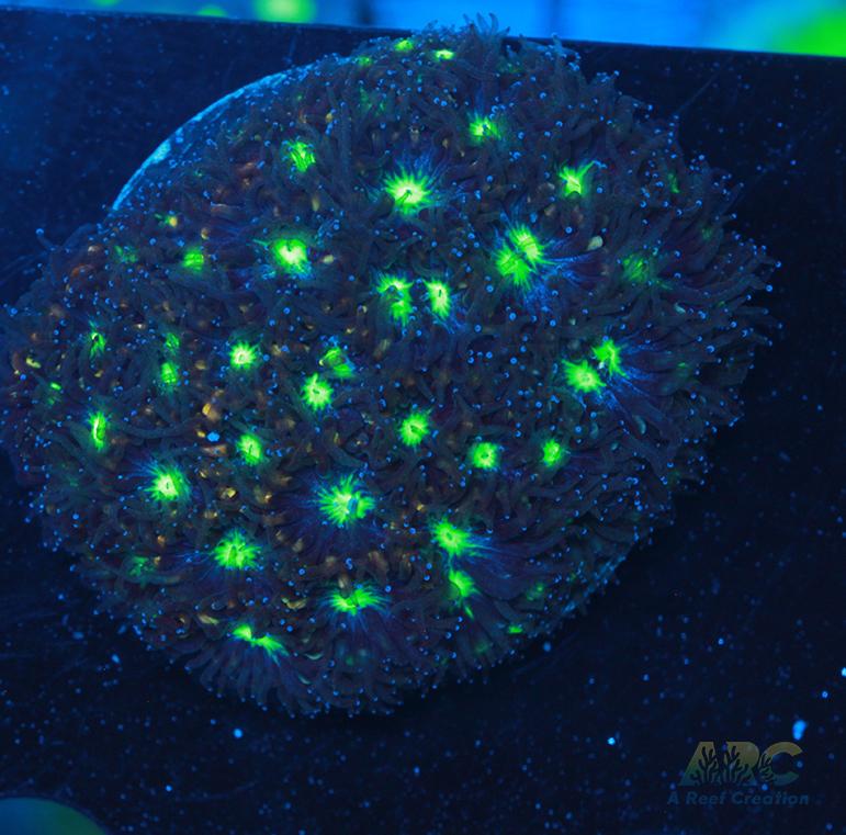 ARC Blueberry Leptastrea