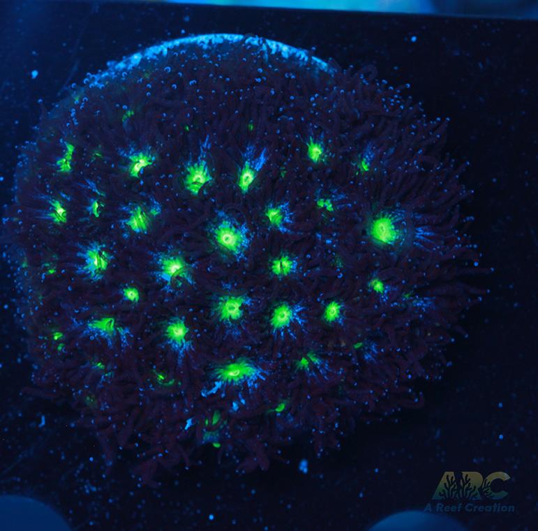 ARC Blueberry Leptastrea