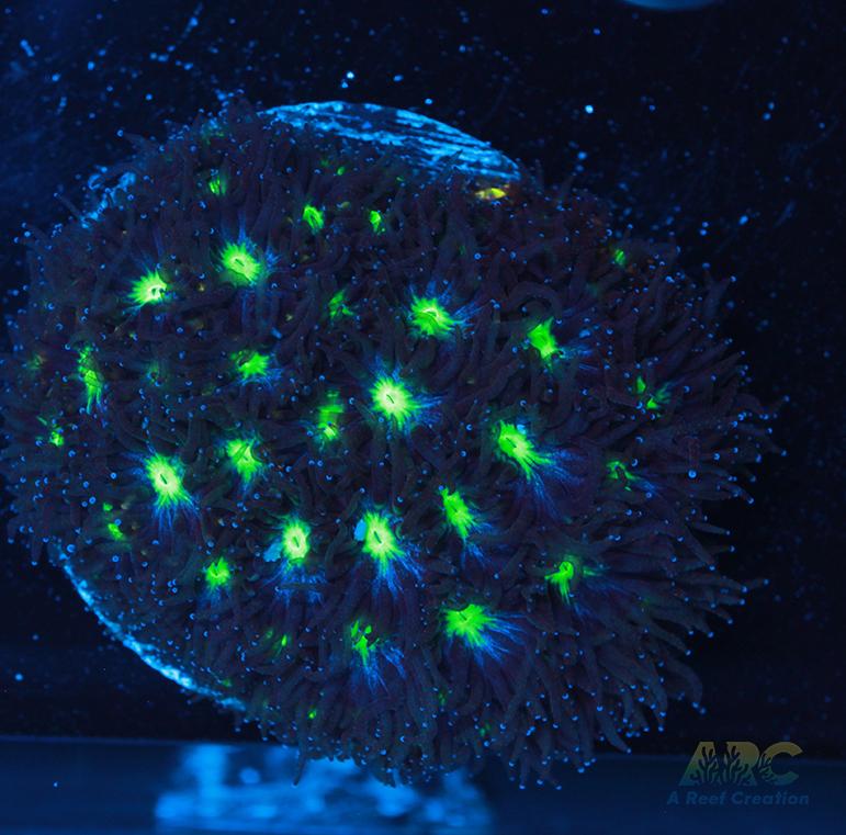 ARC Blueberry Leptastrea