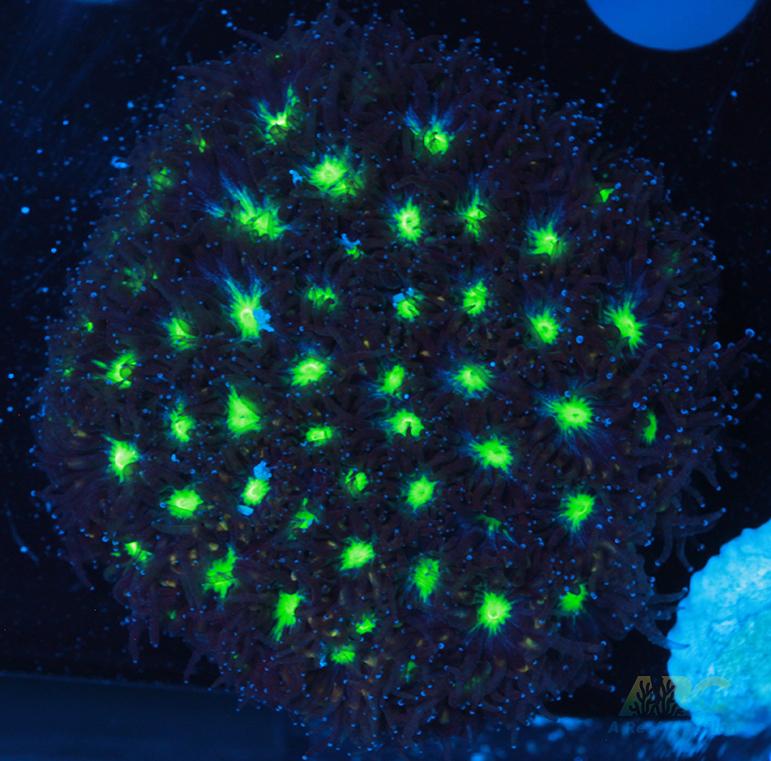 ARC Blueberry Leptastrea
