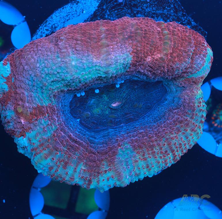 New Release ARC Frosted Cherry Bower