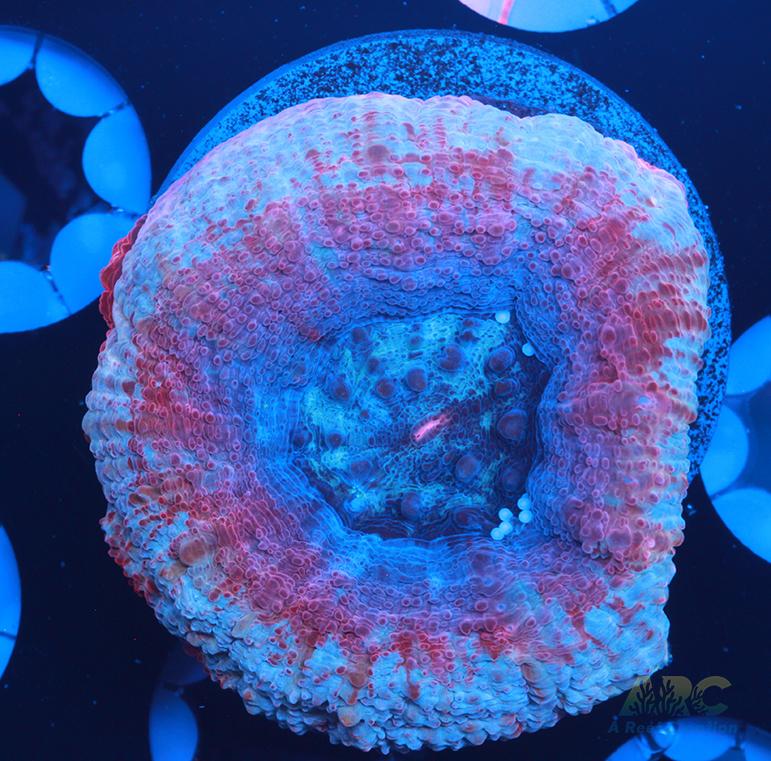 New Release ARC Frosted Cherry Bower