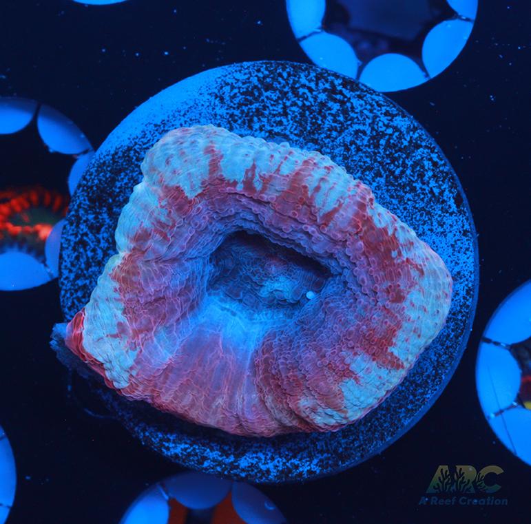 New Release ARC Frosted Cherry Bower