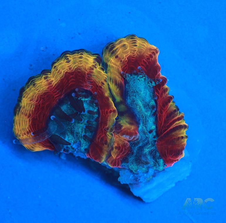 WWC Ultron Micro
