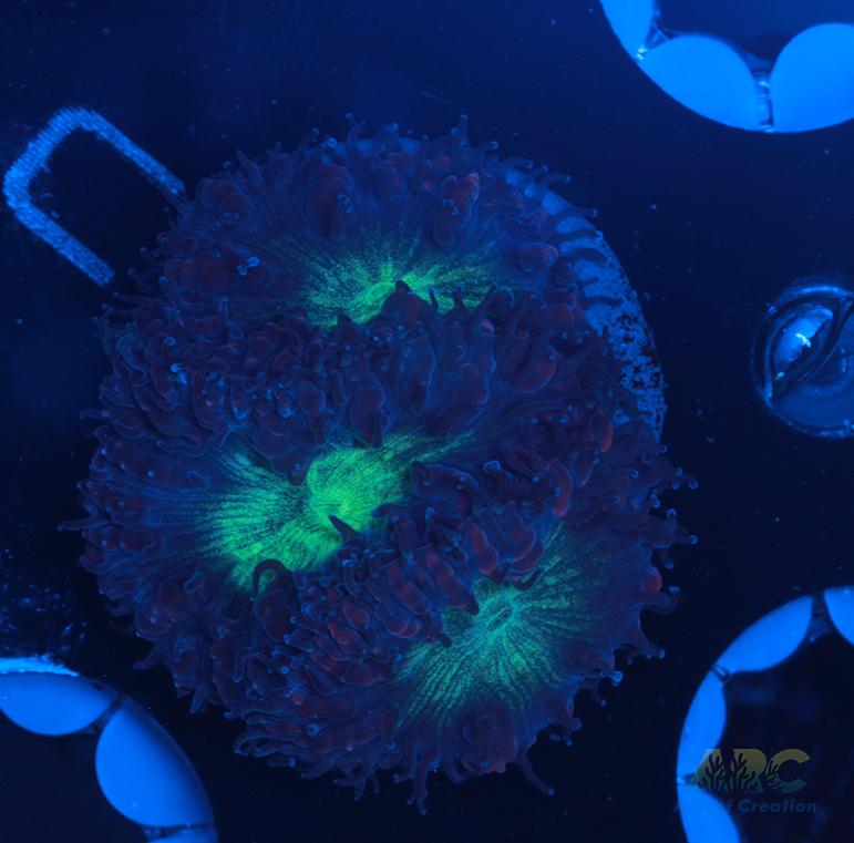 ARC Mint Mojito Blasto