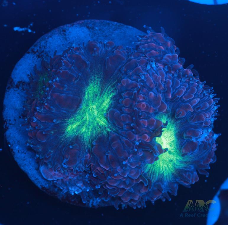 ARC Mint Mojito Blasto