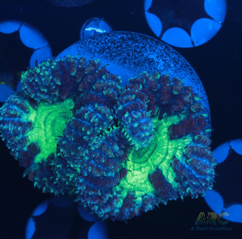 ARC Mint Mojito Blasto