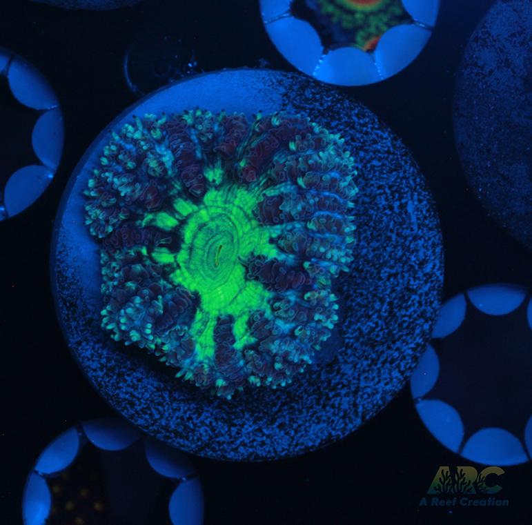 ARC Mint Mojito Blasto