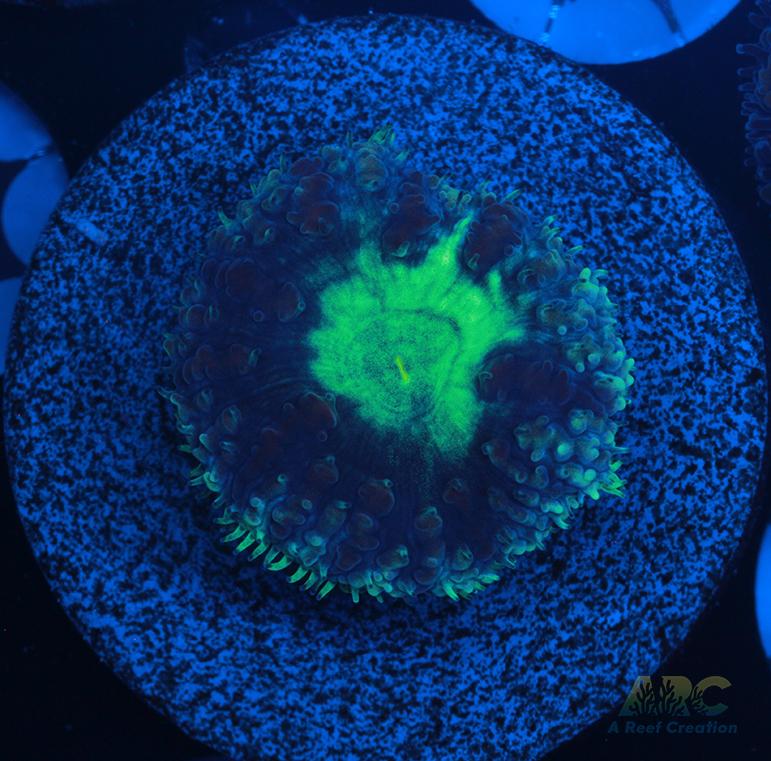 ARC Mint Mojito Blasto