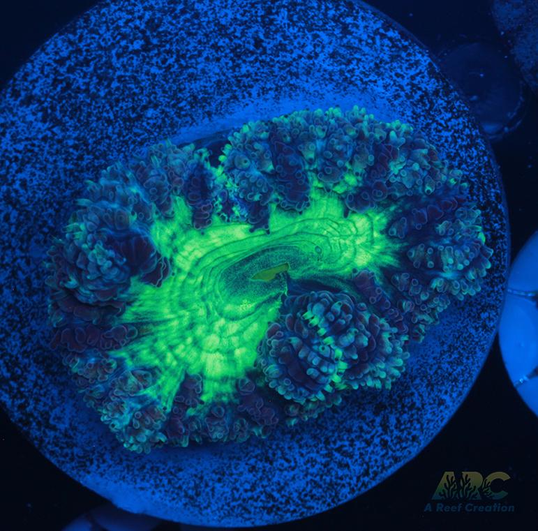 ARC Mint Mojito Blasto