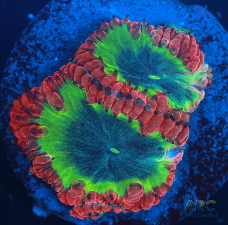 ARC Sour Apple Blasto Wellsi