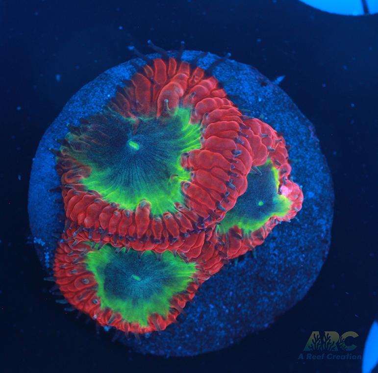 ARC Sour Apple Blasto Wellsi