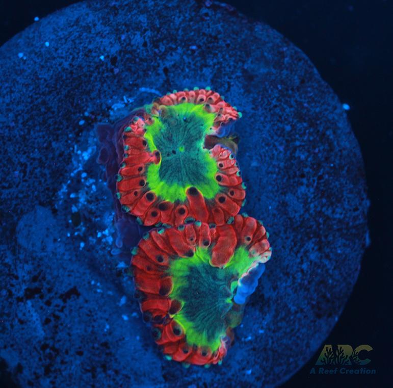 ARC Sour Apple Blasto Wellsi