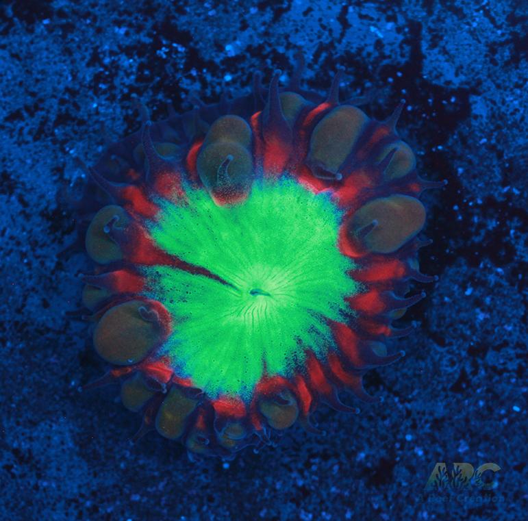 ARC Black Cherry Blasto