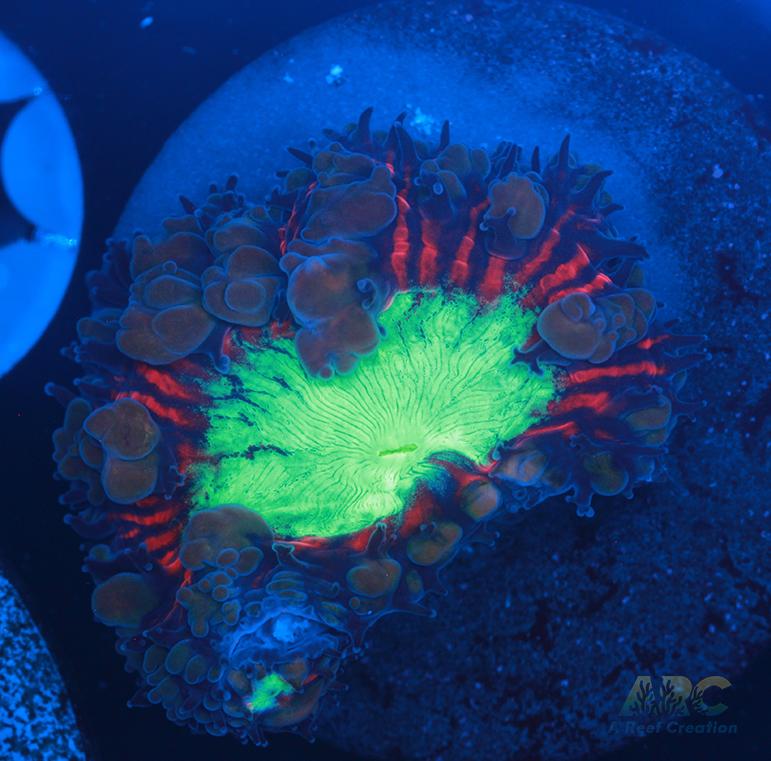 ARC Black Cherry Blasto