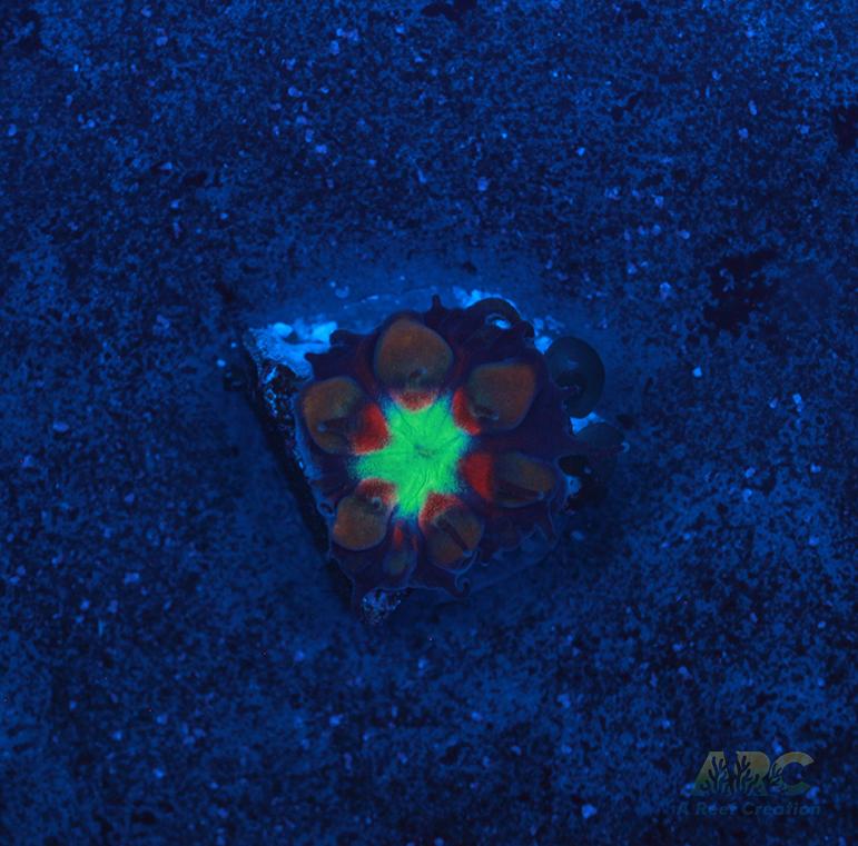 ARC Black Cherry Blasto Baby