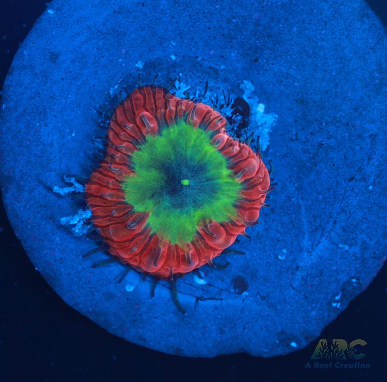 ARC Sour Apple Blasto Wellsi