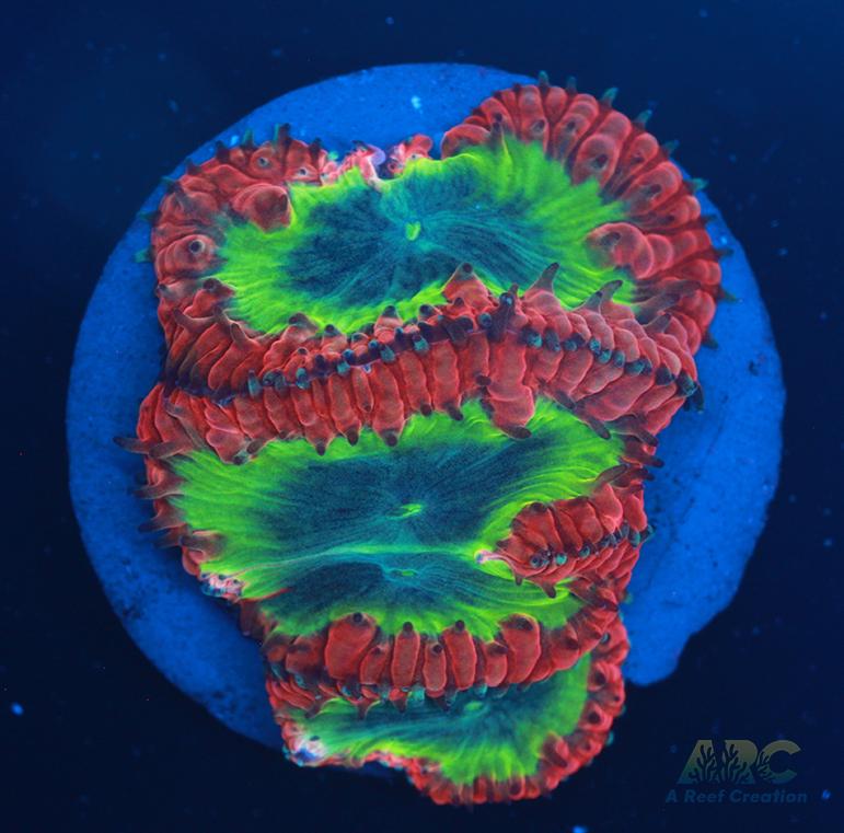 ARC Sour Apple Blasto Wellsi