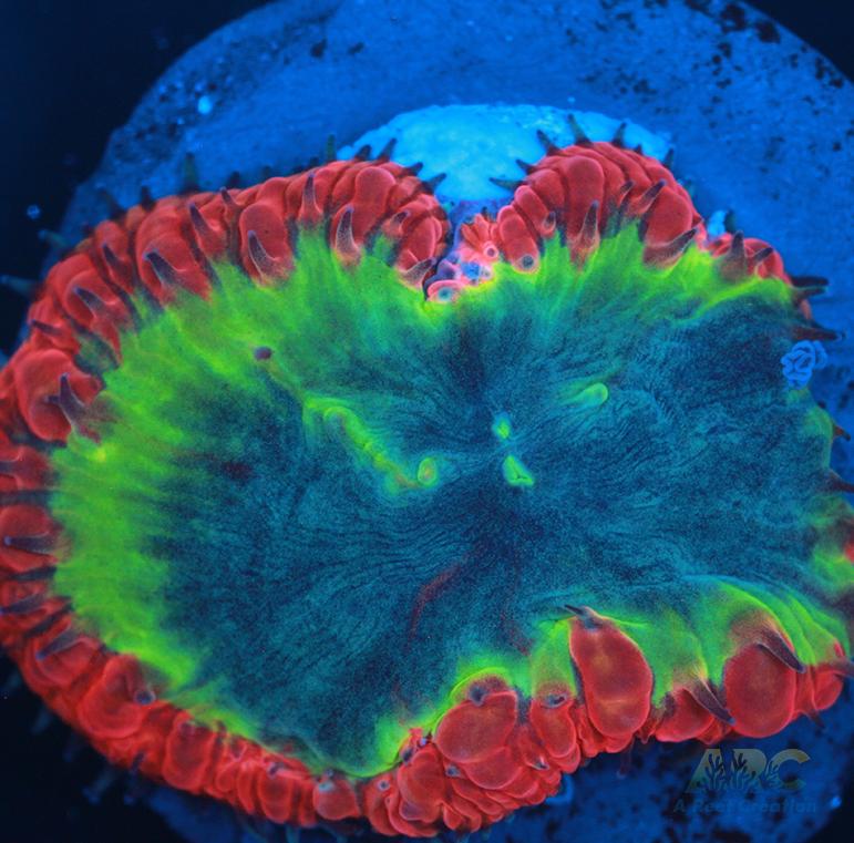 ARC Sour Apple Blasto Wellsi