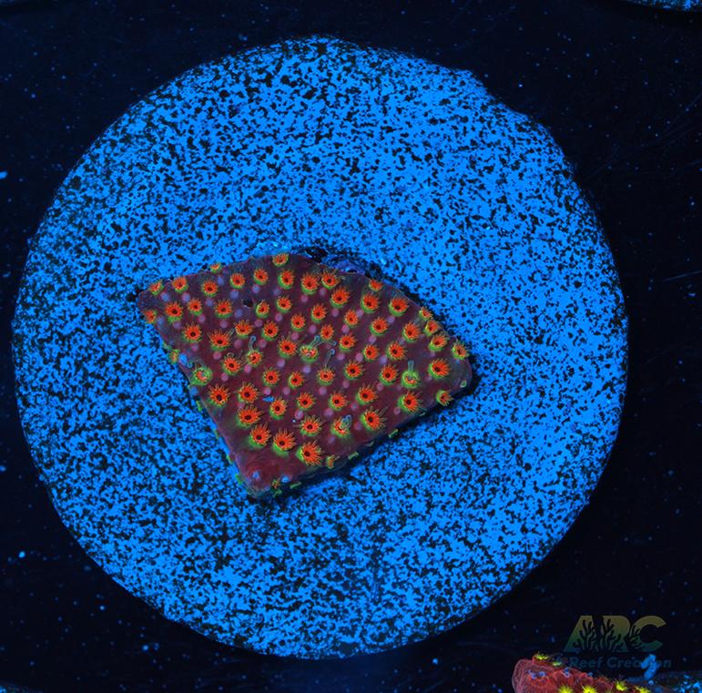 WWC Looney Tunes Stylo