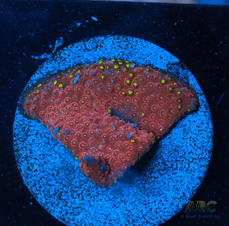 ARC Bling Bling Stylo