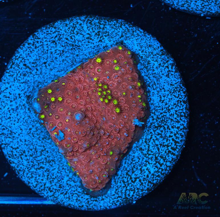 ARC Bling Bling Stylo