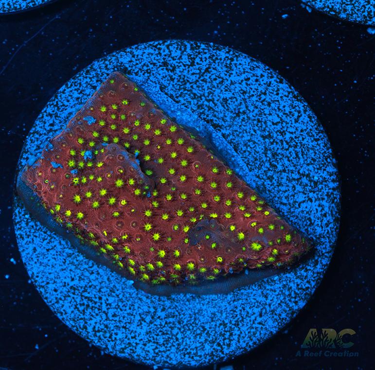 ARC Bling Bling Stylo