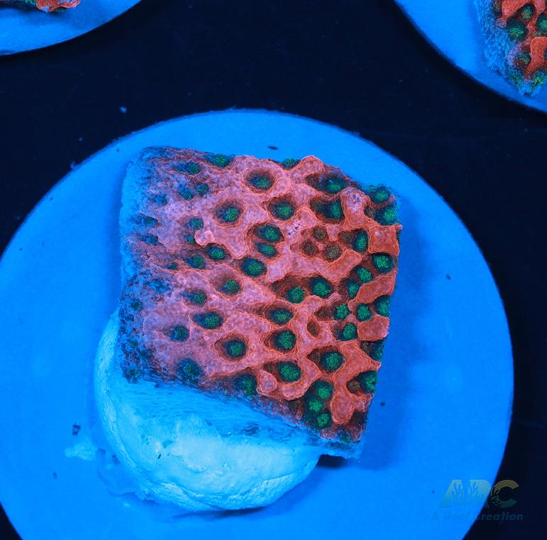 WWC Cherry Tree Monti