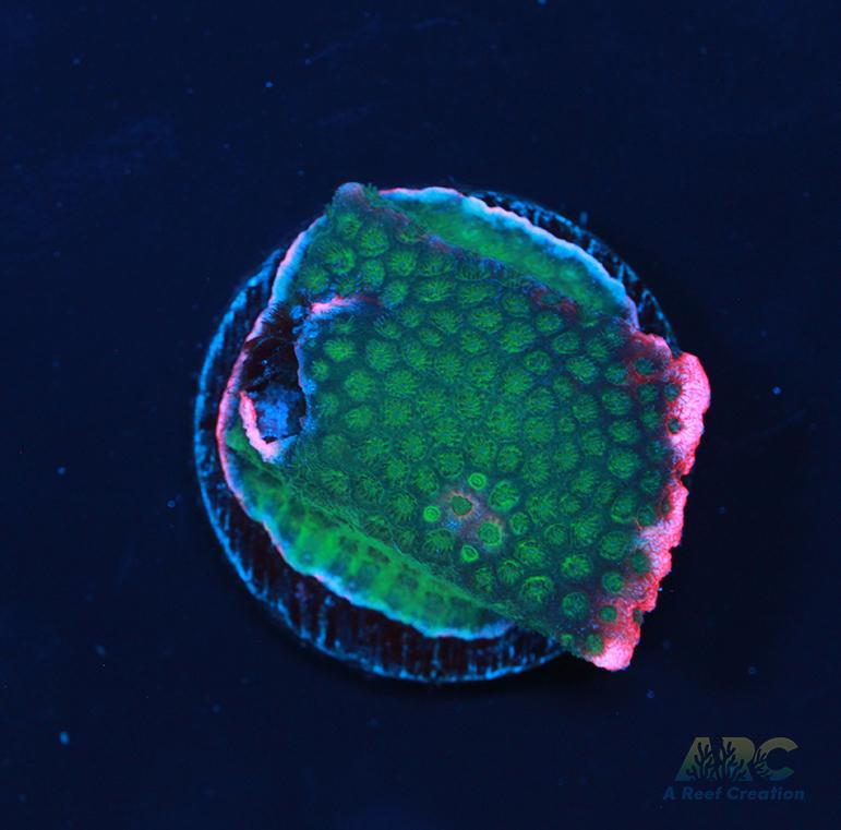 New Release ARC Pink rim Porites