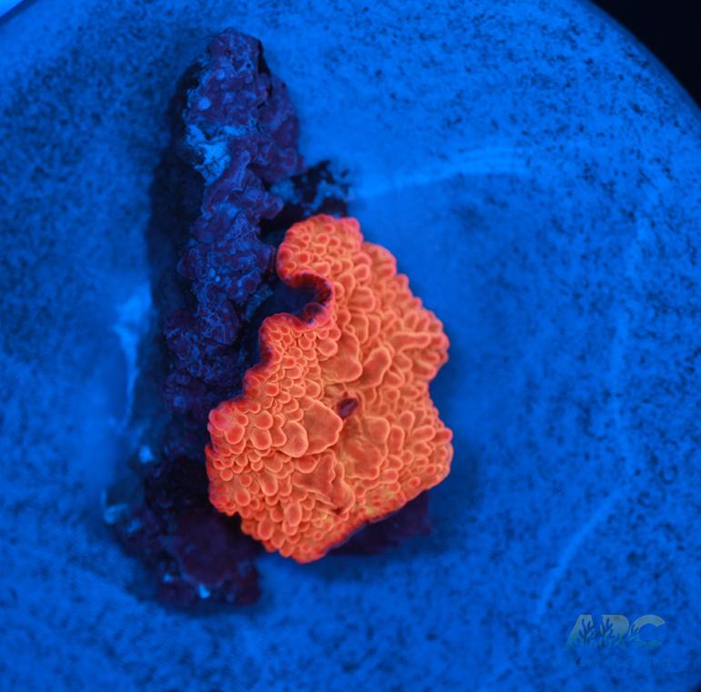 Jawbreaker Mushroom