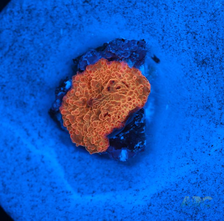 Jawbreaker Mushroom