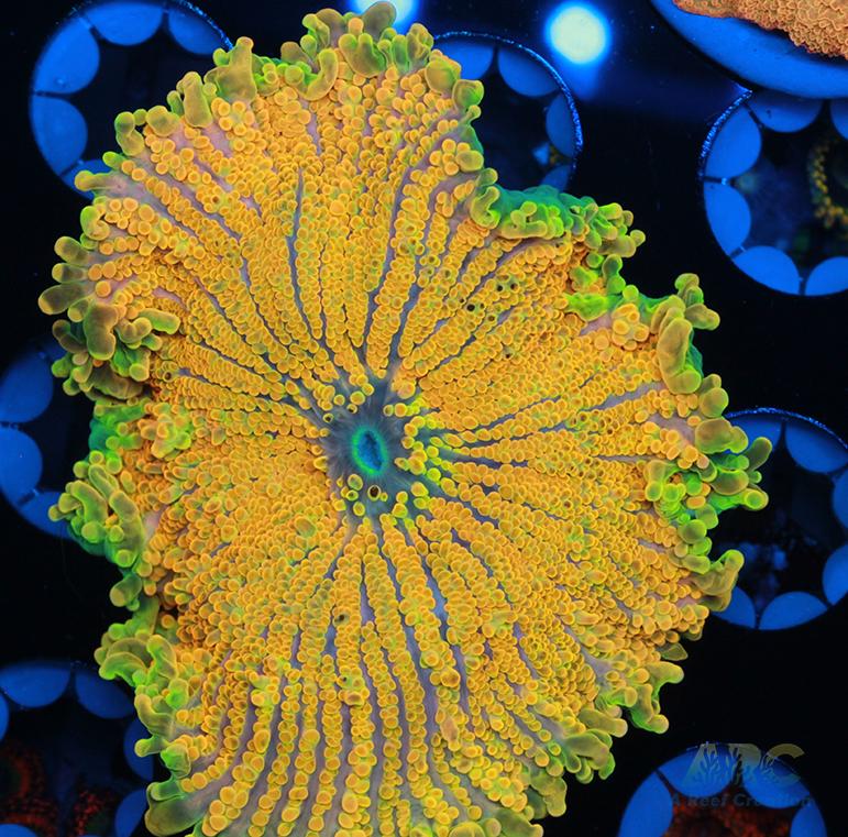 Sunkist Ricordea Yuma Mushroom