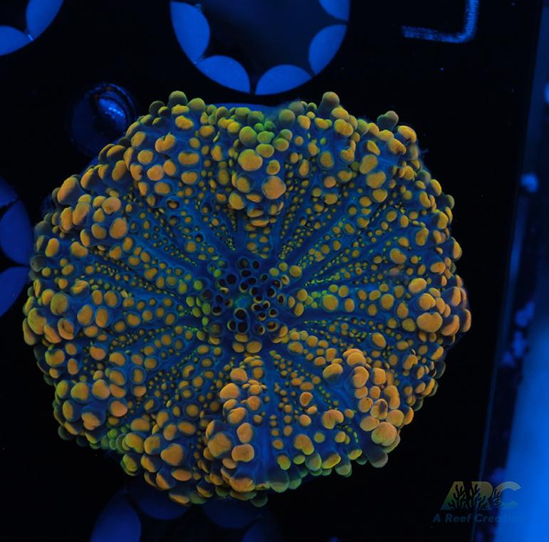 Bean Bag Bounce Yuma A Reef Creation