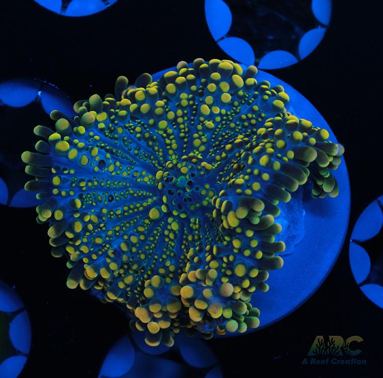 Bean Bag Bounce Yuma