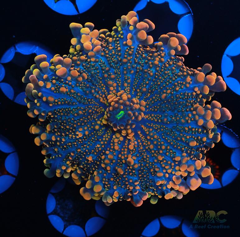 Bean Bag Bounce Yuma