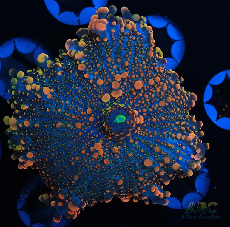 Bean Bag Bounce Yuma A Reef Creation