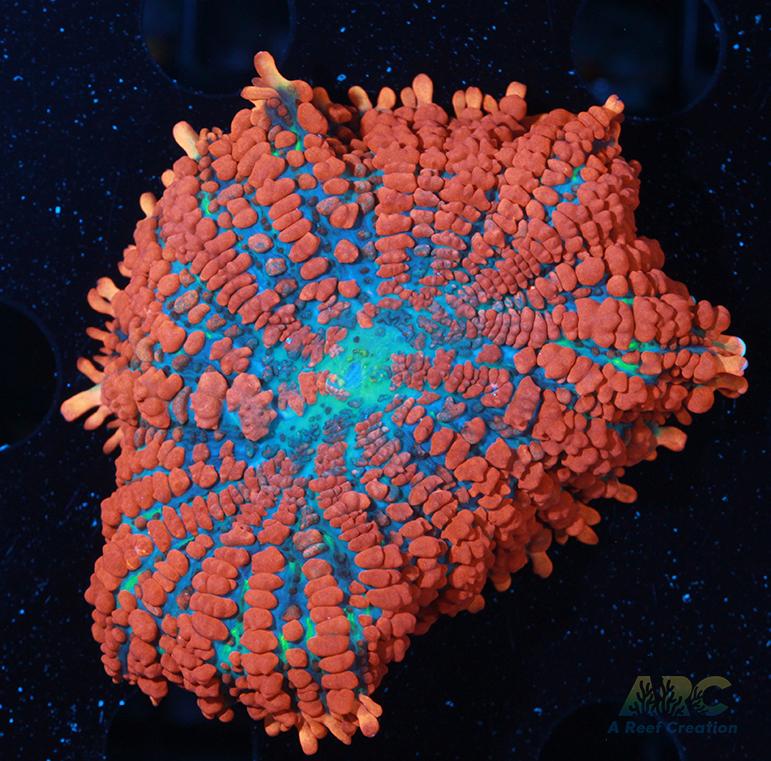 Superman Rhodactis Mushroom