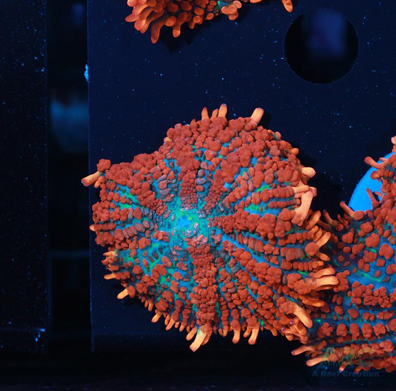 Superman Rhodactis Mushroom