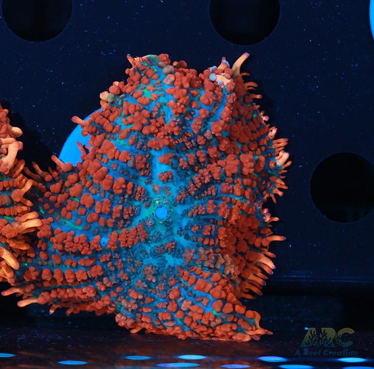 Superman Rhodactis Mushroom