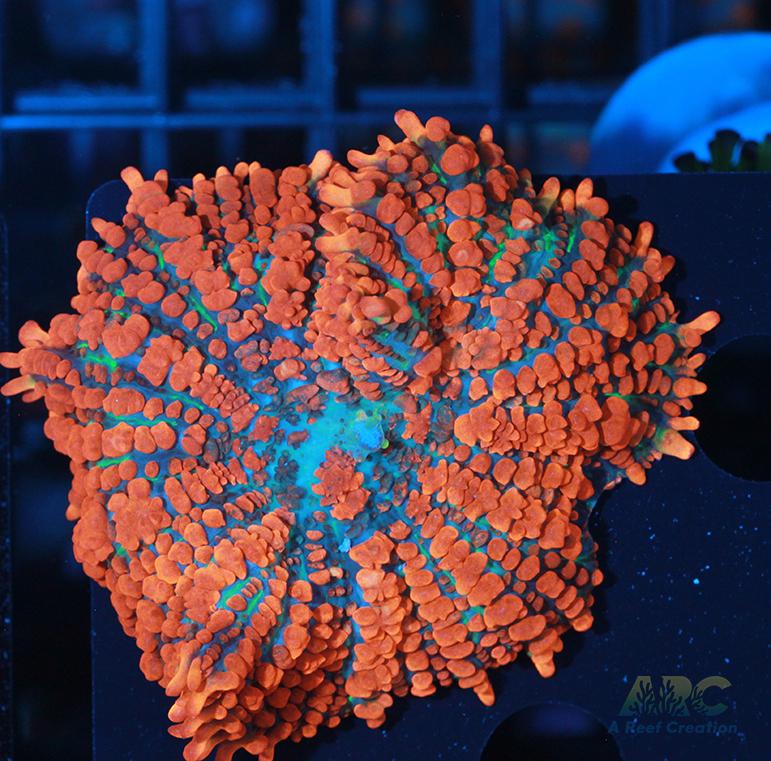 Superman Rhodactis Mushroom