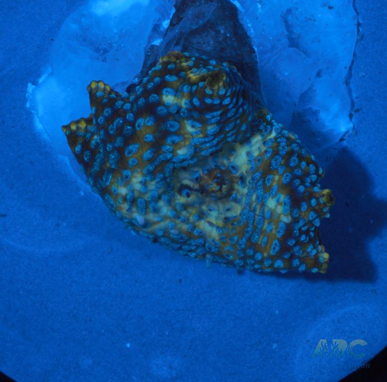 Blue dotted Mushroom