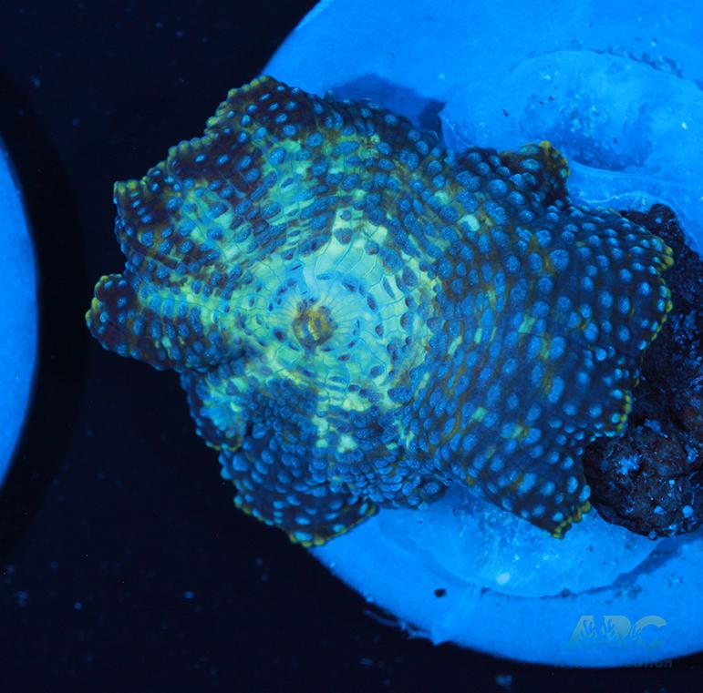 Blue dotted Mushroom